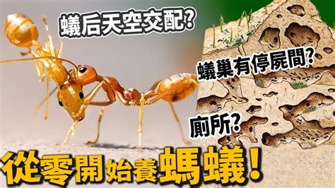 廁所有蟻|螞蟻入侵浴室怎麼辦？專家告訴你出現原因及簡單3招助擺脫｜生 